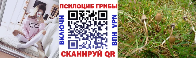 Псилоцибиновые грибы Cubensis  где можно купить наркотик  Нижний Новгород 